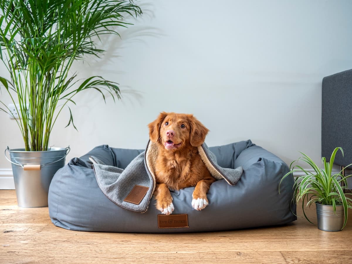 Contact Fetch! dog walking and pet sitting in Rugby