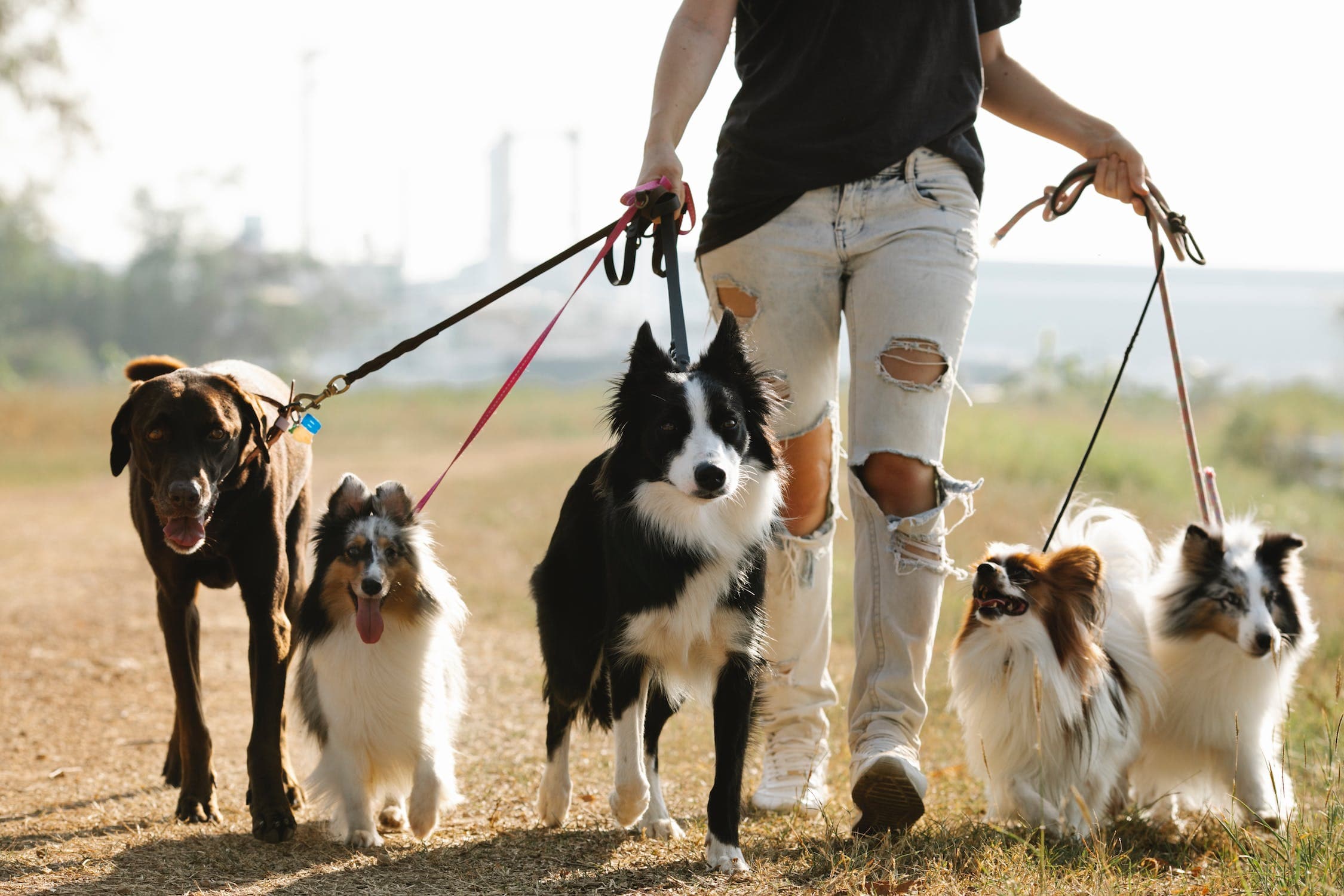 Dogs on a group walk in Rugby with Fetch!